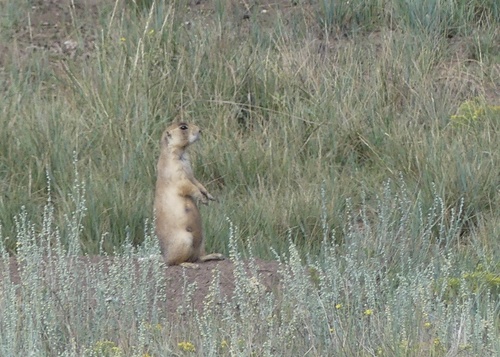 Utah Prairie Dog observed by aiva