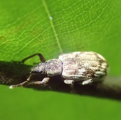 Polydrusus tereticollis