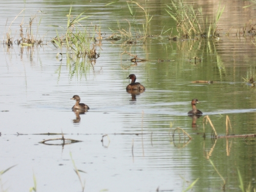 iNaturalist image