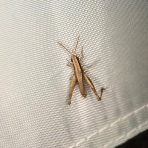 Two-striped Mermiria
