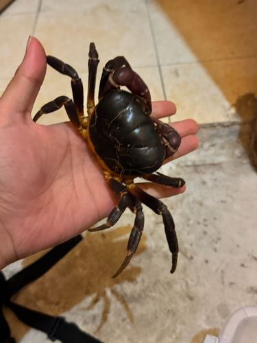 Purple Crab
