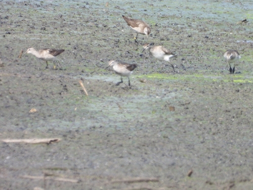 iNaturalist image
