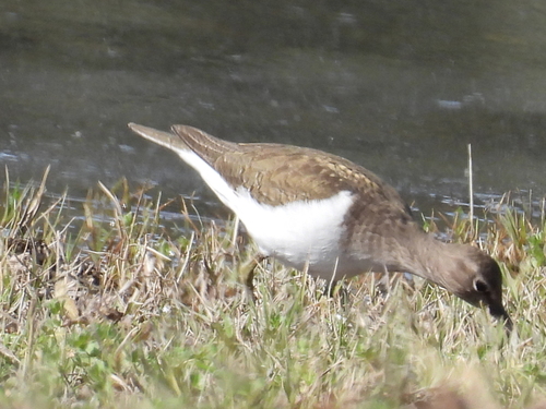 iNaturalist image