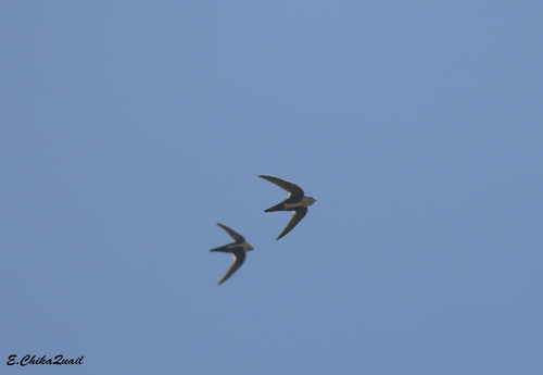 White-throated Swift