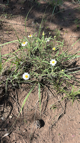 blackfoot daisy