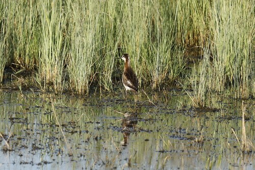 Wilson's Phalarope