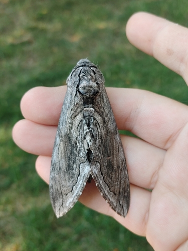Manduca