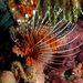 Spotfin Lionfish - Photo (c) Nhobgood, some rights reserved (CC BY-SA)