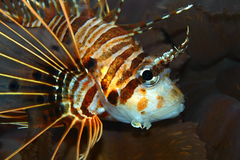 Broadbarred Firefish photo 5