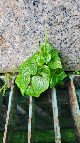 Pepper elder