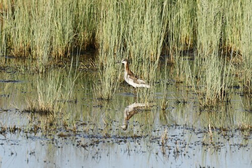 Wilson's Phalarope