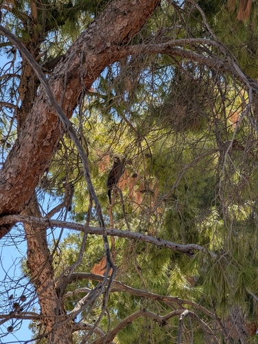 Harris's Hawk