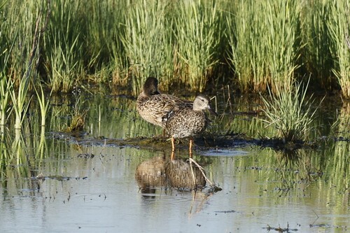 Blue-winged Teal