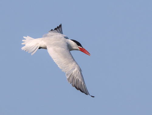 iNaturalist image