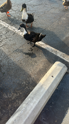 iNaturalist image