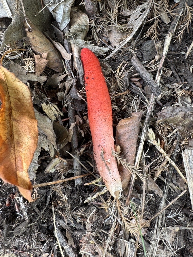 devil's dipstick · July 2026 · photo: Photo: (c) Chris McAnlis, some rights reserved (CC BY) · iNaturalist