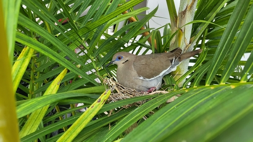 White-winged Dove