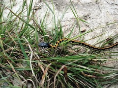 Thamnophis cyrtopsis ocellatus