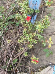 Rhododendron simsii