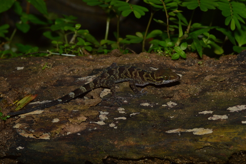 Mae La Noi Bent-toed Gecko