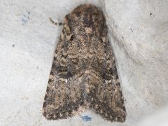Hexorthodes nipana