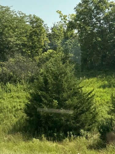 eastern redcedar