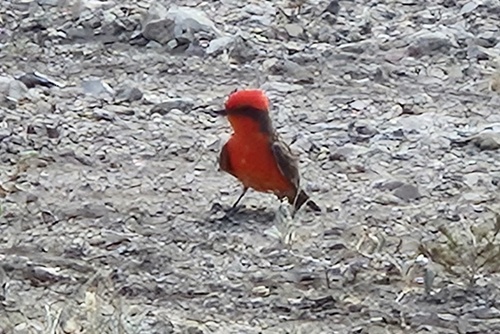 Vermilion Flycatcher