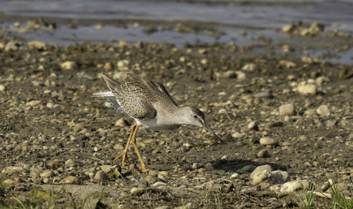iNaturalist image