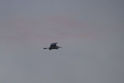 iNaturalist image