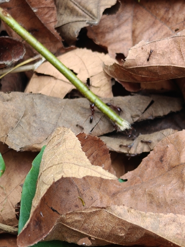 Dorylus nigricans