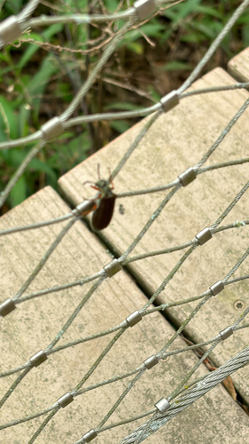 Brassy Blister Beetle