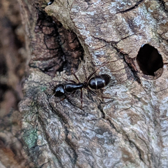 Camponotus