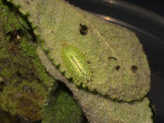 Cassida viridis