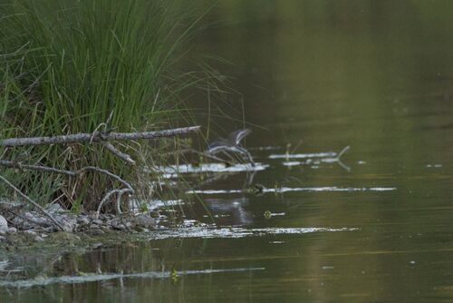iNaturalist image