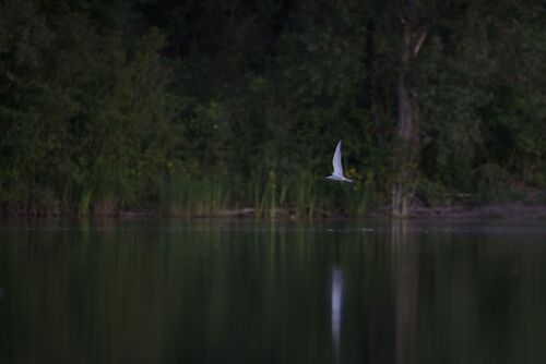 iNaturalist image