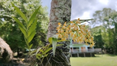 Epidendrum polyanthum, photograph josebarrientos, CC BY, iNaturalist via GBIF