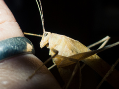 Insara prasina