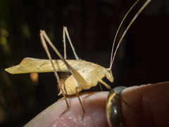 Insara prasina