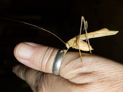 Insara prasina