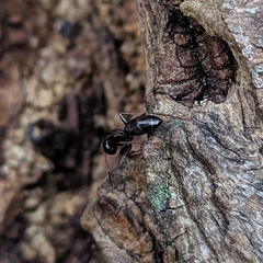 Camponotus