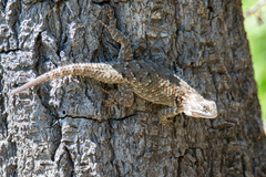 Sceloporus spinosus