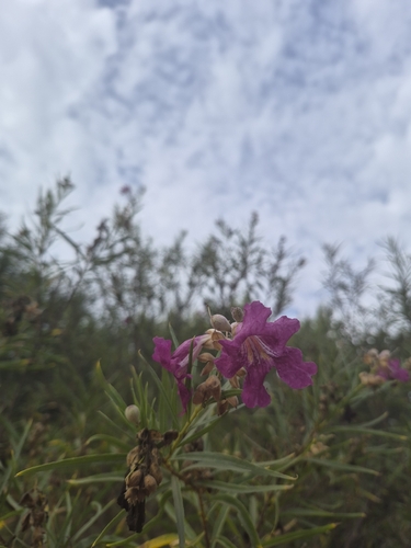 desert willow