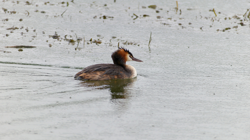 iNaturalist image
