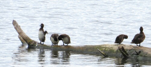 iNaturalist image