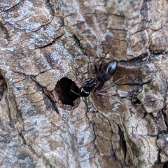 Camponotus