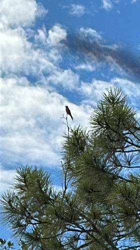 Say's Phoebe
