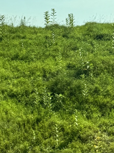 common milkweed