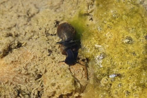 Physella acuta