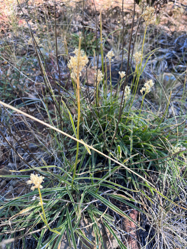 Frasera albicaulis observed 2026-07-23