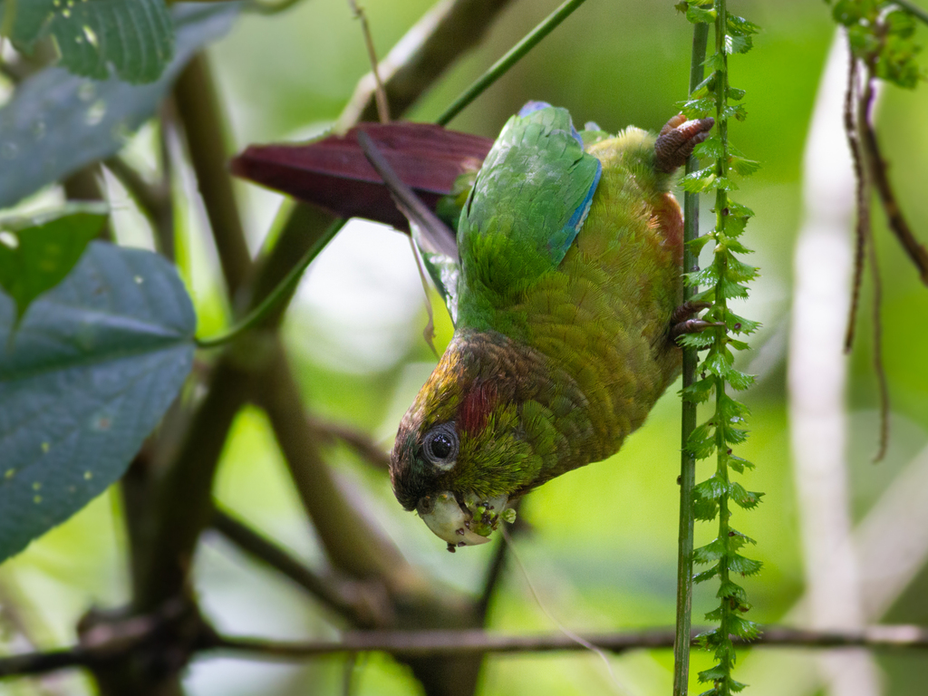 Blood-Eared Parakeet